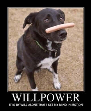teaching a dog willpower